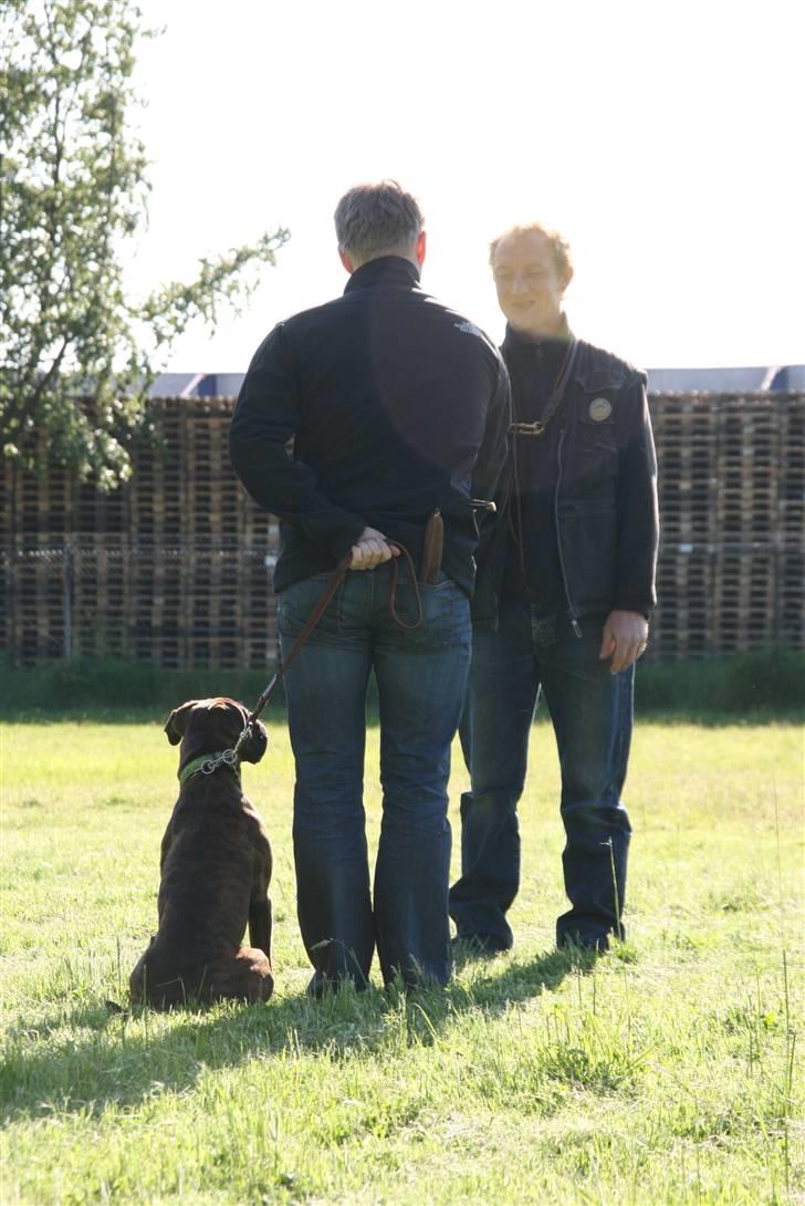 Boxer Roma billede 19