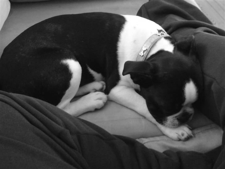 Fransk bulldog King  billede 18