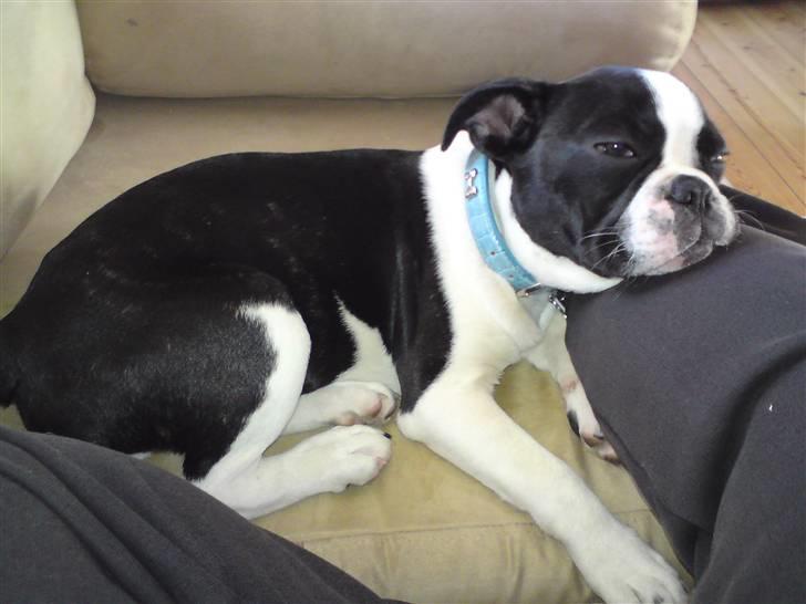 Fransk bulldog King  billede 19