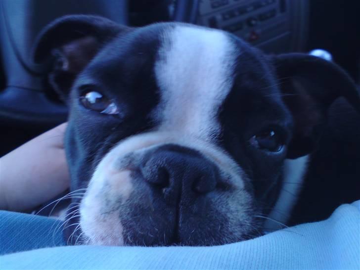 Fransk bulldog King  billede 20