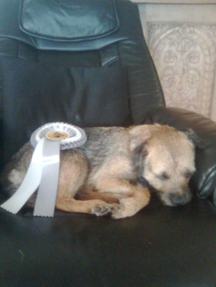 Border terrier Lutra's Belle - Belle og hendes kårings-premie. :) Yay <3 billede 15