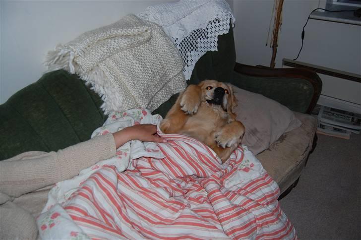 Golden retriever Futte | Himmel- Prinssen billede 17