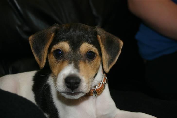 Dansk svensk gaardhund Kvik billede 1