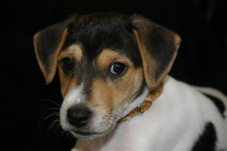 Dansk svensk gaardhund Kvik billede 2