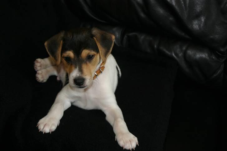 Dansk svensk gaardhund Kvik billede 3