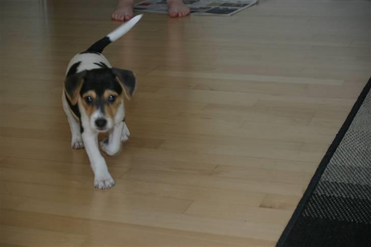 Dansk svensk gaardhund Kvik billede 4