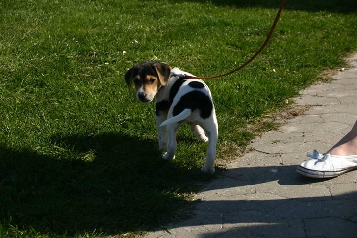 Dansk svensk gaardhund Kvik billede 5