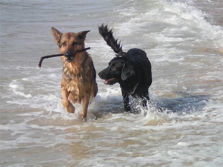 Schæferhund Håbets Cora billede 1