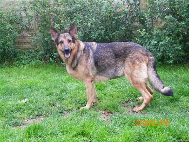 Schæferhund Håbets Cora billede 2