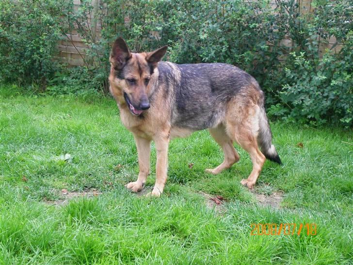 Schæferhund Håbets Cora billede 3