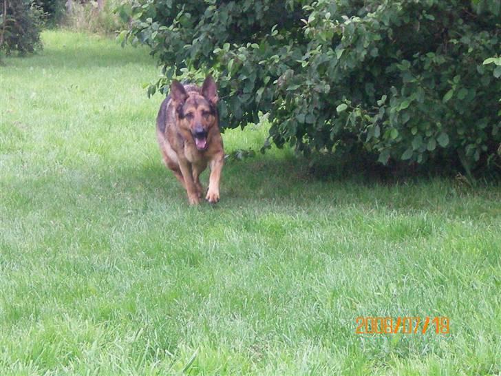 Schæferhund Håbets Cora billede 4