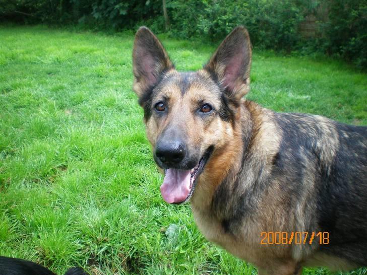 Schæferhund Håbets Cora billede 5