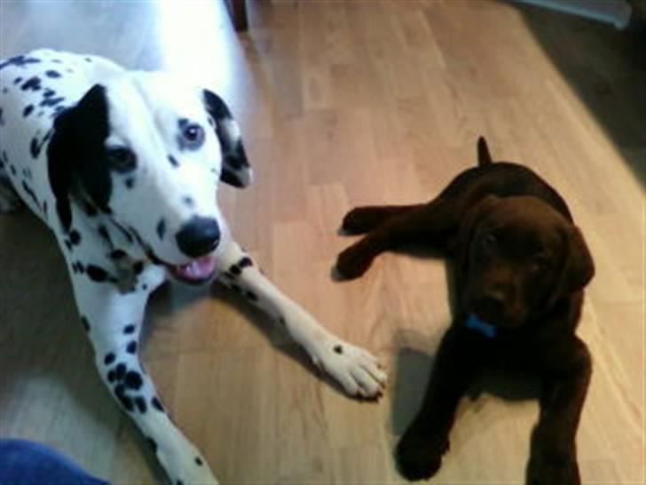 Labrador retriever Zanto - Her her Zanto sammen med min mors ene hund Loui som desværre ikke er blandt os mere.  billede 19