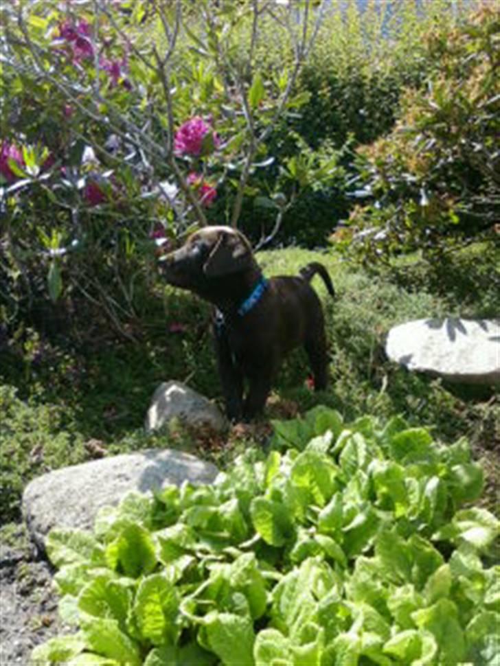 Labrador retriever Zanto - Zanto på havetur :) billede 20