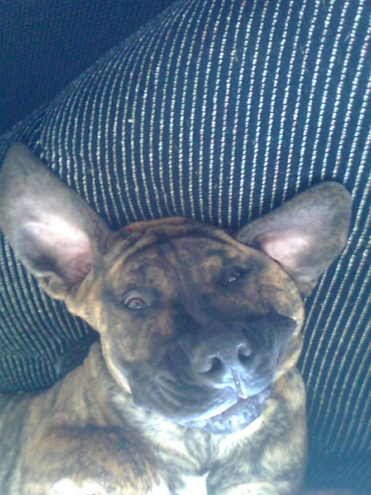 Boerboel Tezza - nøj jeg slapper godt nok af billede 9