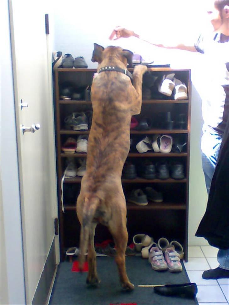 Boerboel Tezza - Sys jeg så en hundekiks.. RIgtig nok billede 10