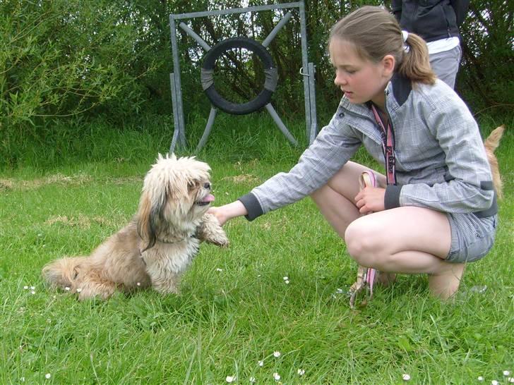 Lhasa apso cille<3 billede 19