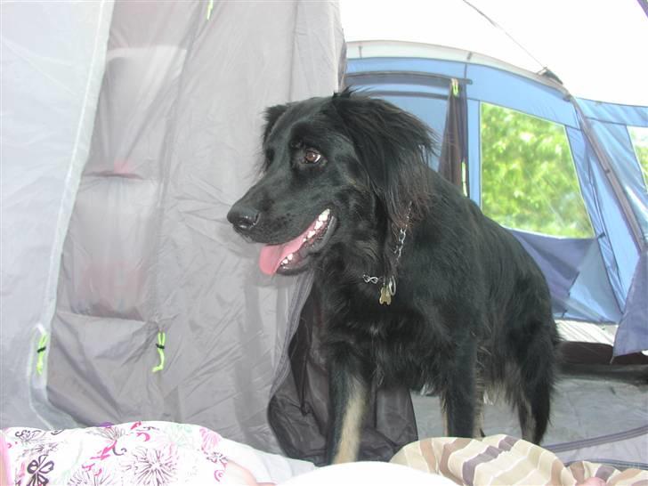 Blanding af racer Oscar billede 8