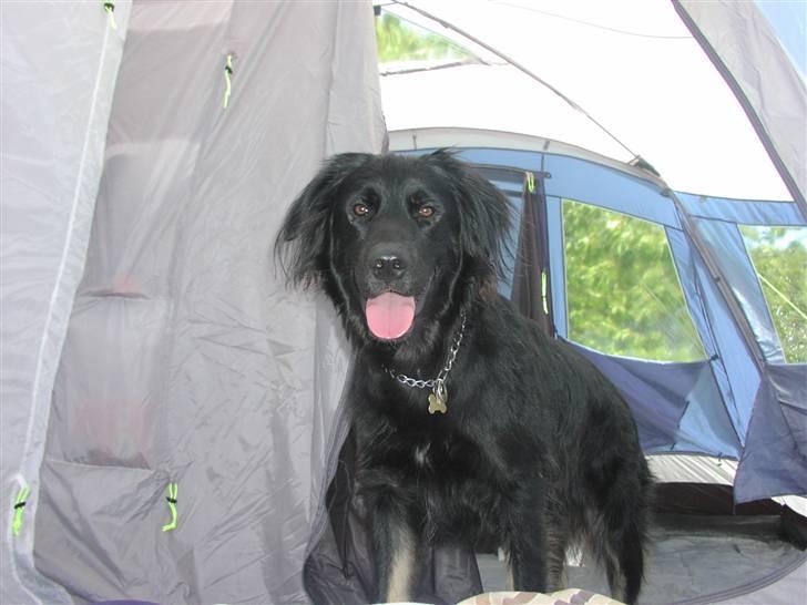 Blanding af racer Oscar billede 9