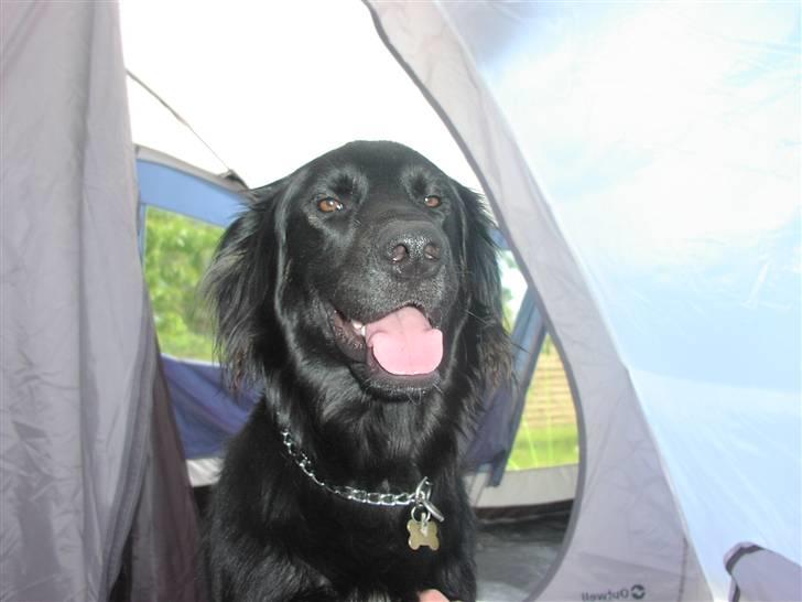 Blanding af racer Oscar billede 10