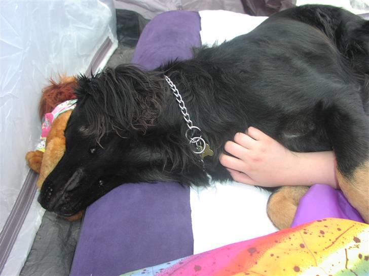 Blanding af racer Oscar - Dejligt lige at blive kløet lidt;) billede 11