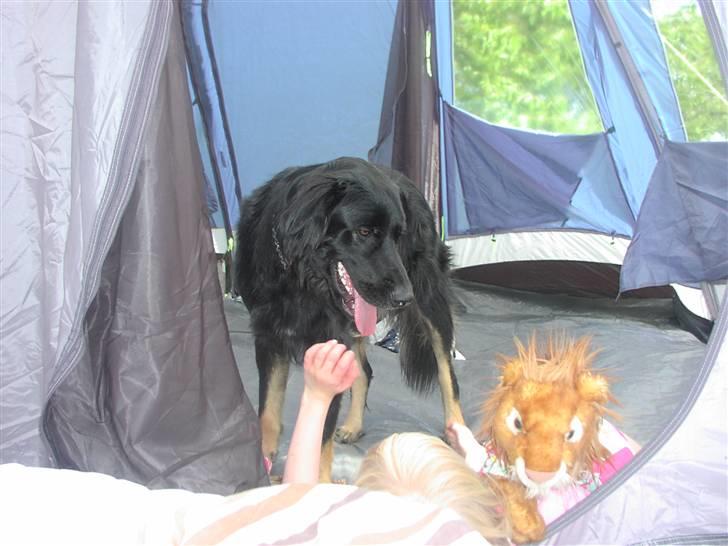 Blanding af racer Oscar billede 12