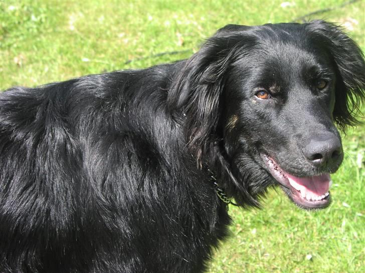 Blanding af racer Oscar - Oscar i haven;) billede 13