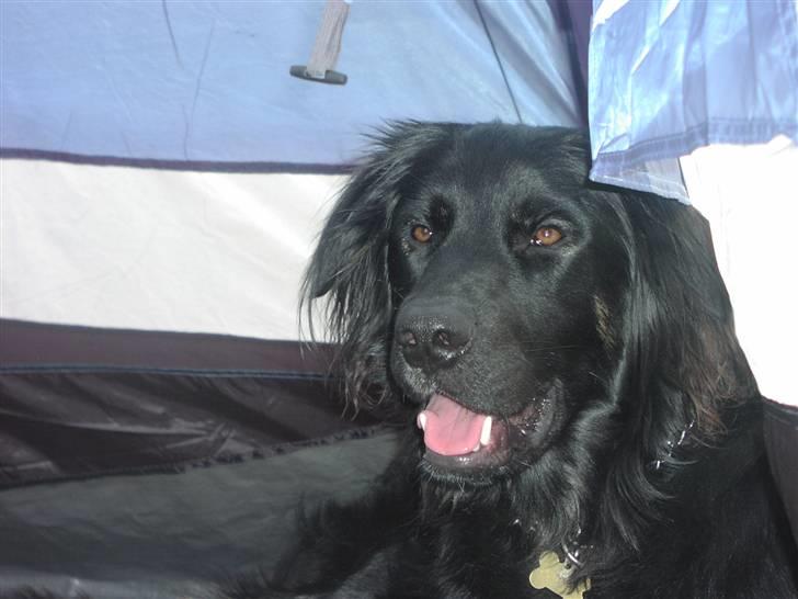 Blanding af racer Oscar - Puuuha det er varmt at ligge i telt:) billede 14