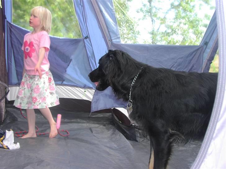 Blanding af racer Oscar - Hov hvad laver du lige.... billede 15