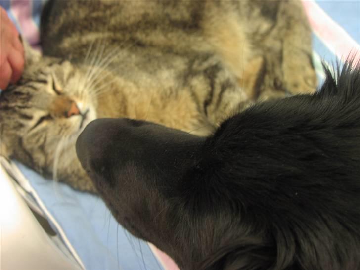 Blanding af racer Oscar - Ihh der er lige en kat jeg skal drille lidt;) billede 16