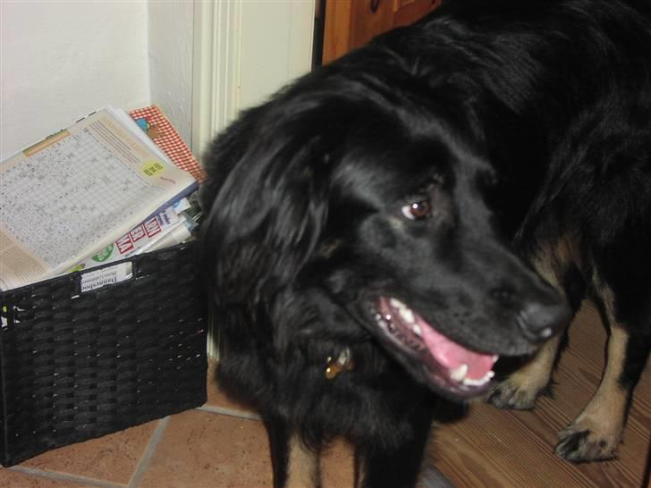 Blanding af racer Oscar billede 17