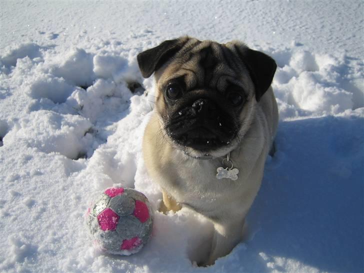 Mops Oscar billede 7