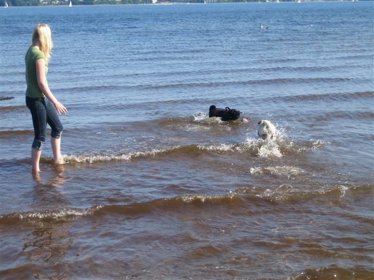 Mops Oscar billede 8