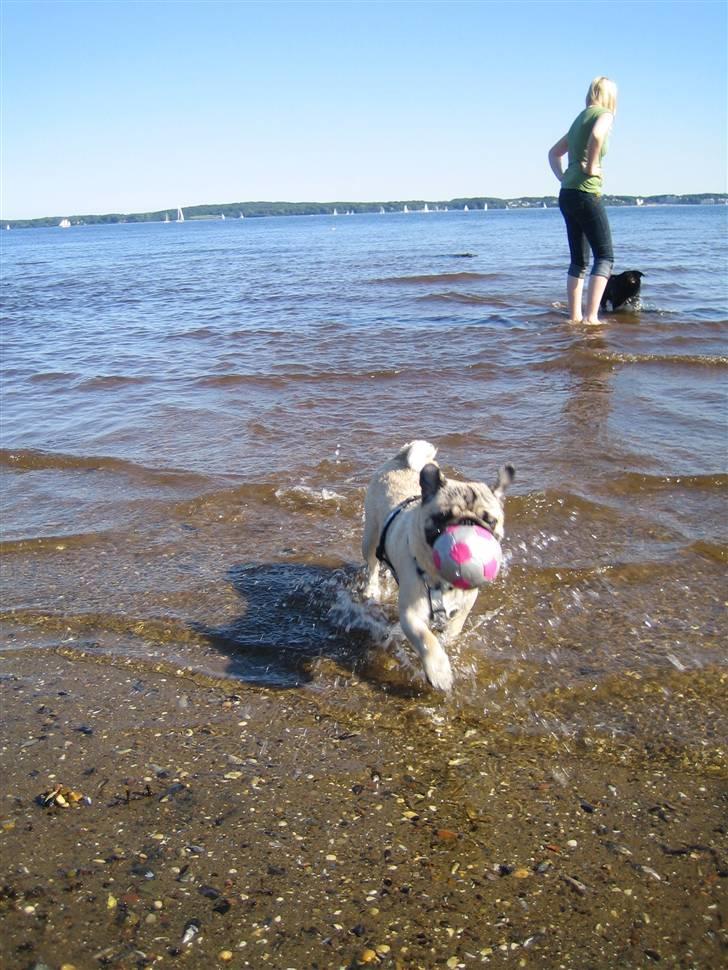 Mops Oscar billede 9