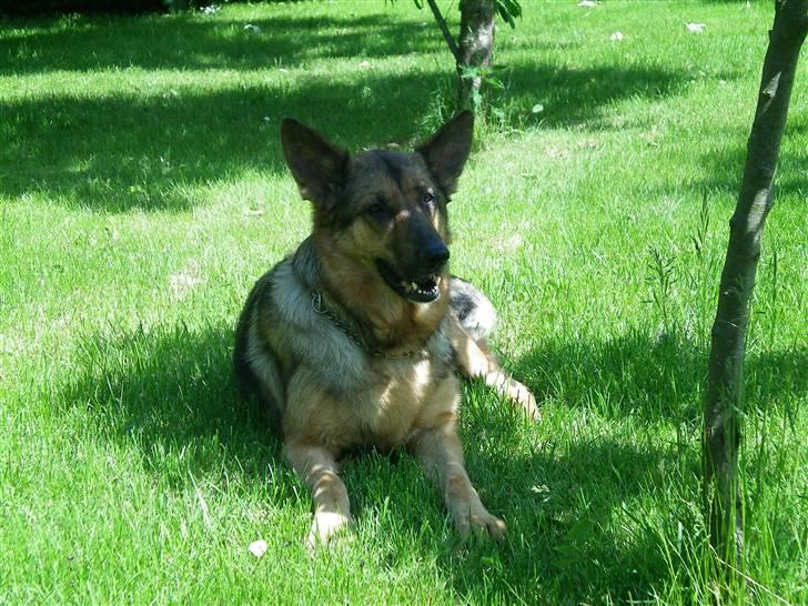 Schæferhund Håbets Cora billede 6