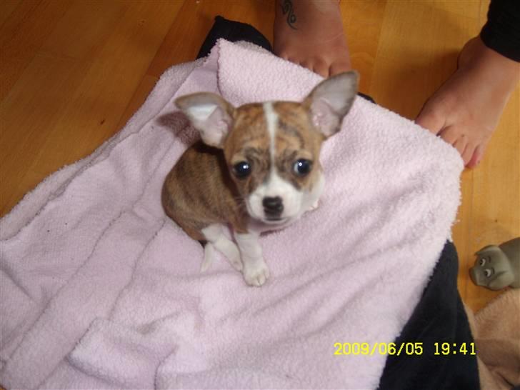 Chihuahua Micha RIP billede 1