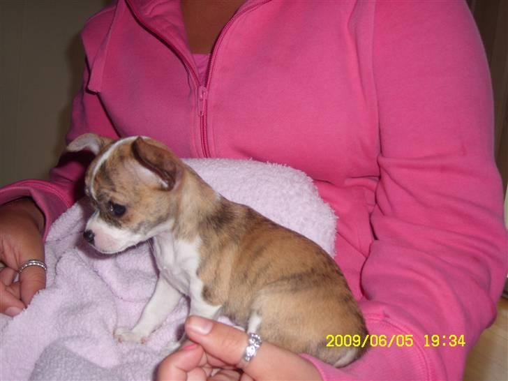 Chihuahua Micha RIP billede 2