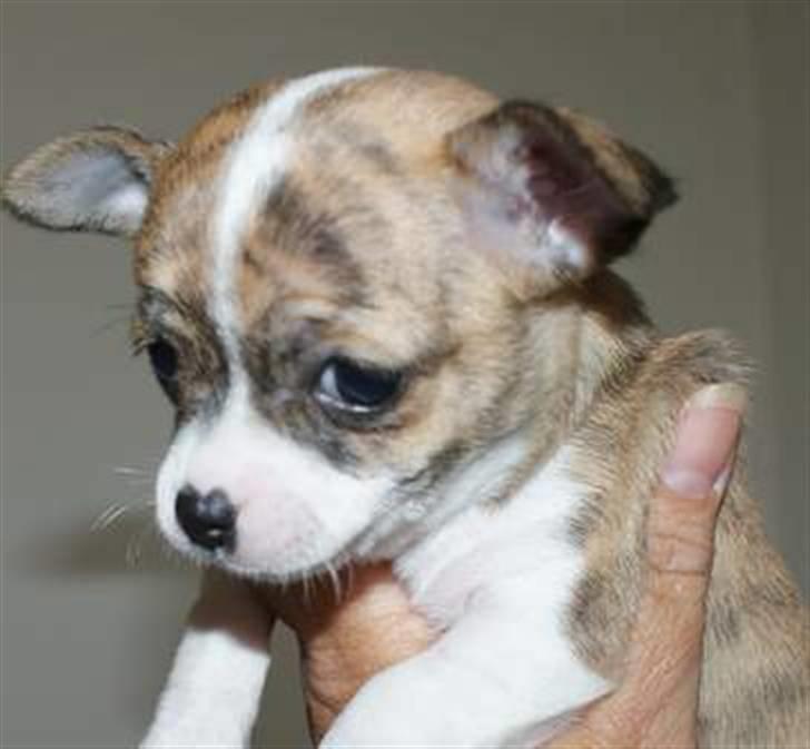 Chihuahua Micha RIP billede 3