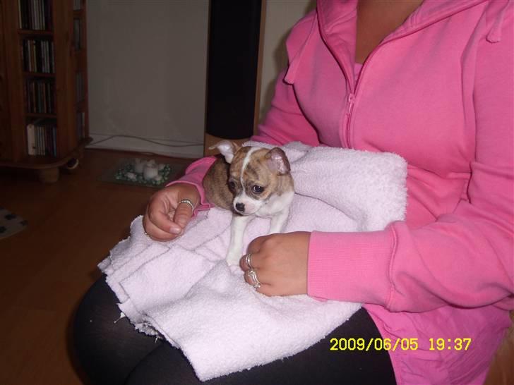 Chihuahua Micha RIP billede 4