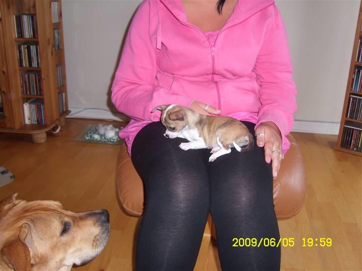 Chihuahua Micha RIP billede 5