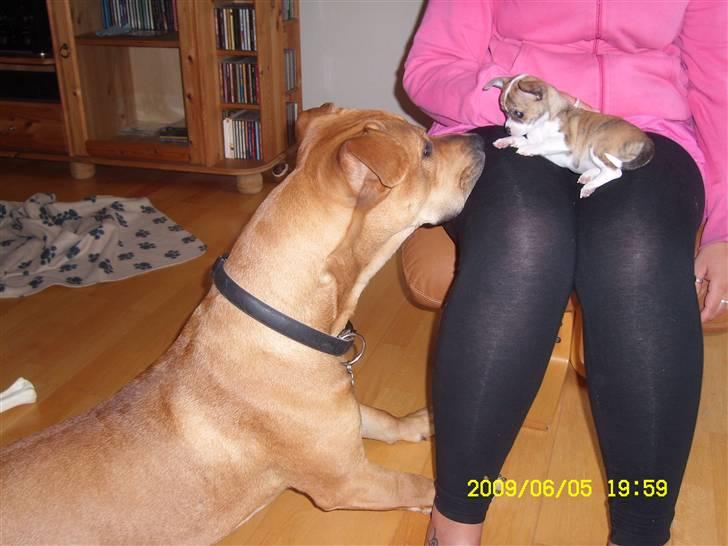 Chihuahua Micha RIP billede 6