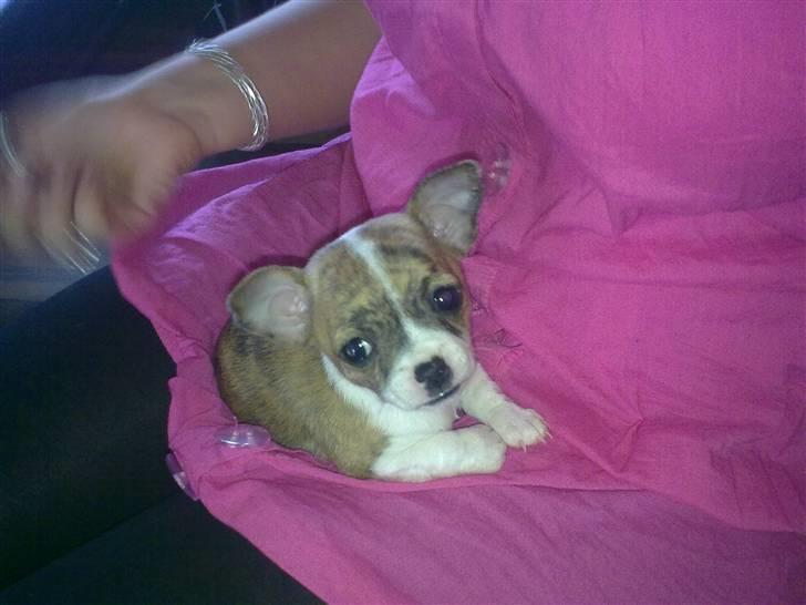 Chihuahua Micha RIP billede 7