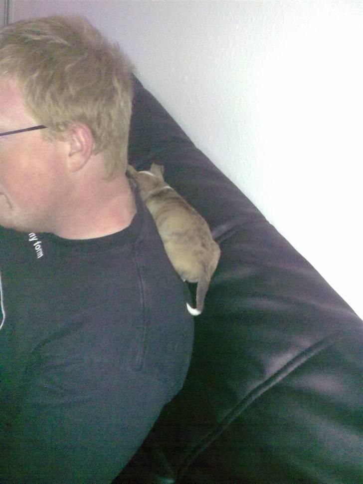 Chihuahua Micha RIP billede 8