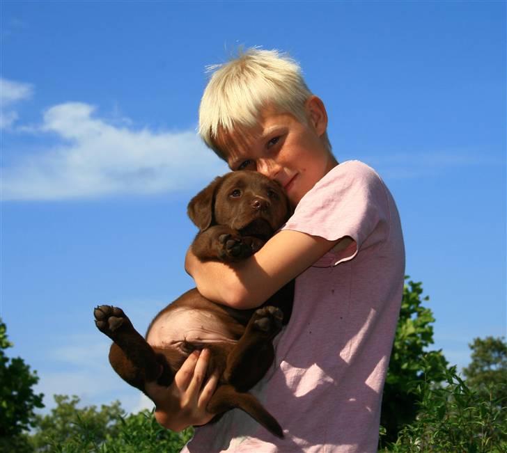 Labrador retriever Maggi - første dag hjemme hos os (kun på besøg) billede 2