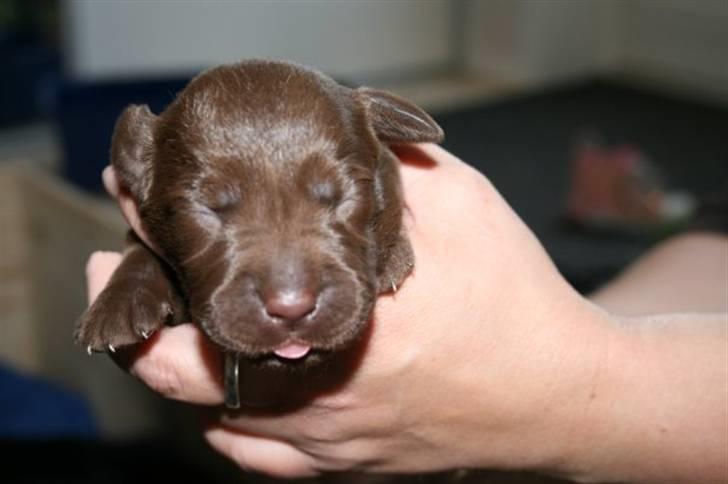 Labrador retriever Maggi - Ligge Maggi 5 dage gammel :´)<33 billede 3