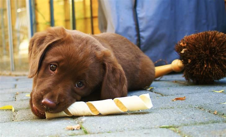 Labrador retriever Maggi - Med stort nuttet hundeblik! og sin nye gnavedims :D billede 4