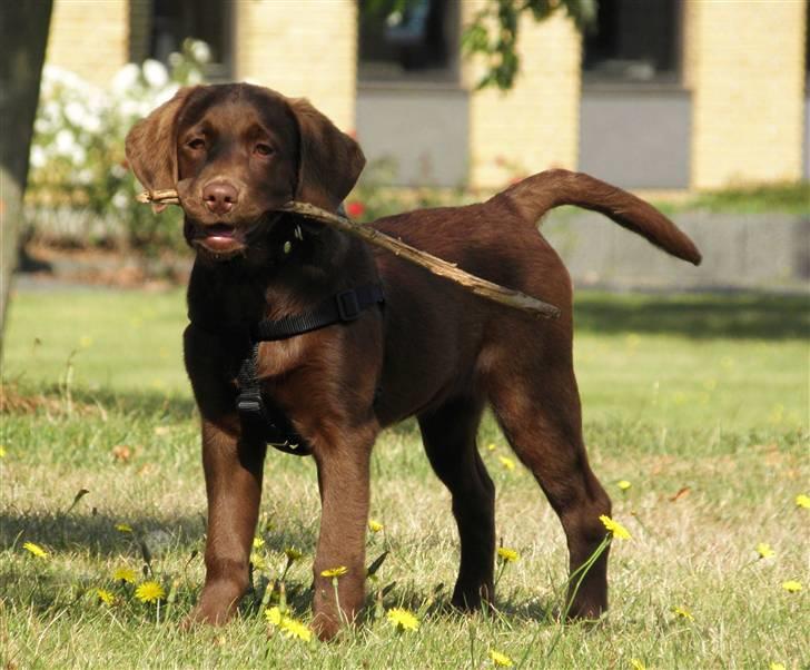 Labrador retriever Maggi - 15 uger gammel :D billede 6