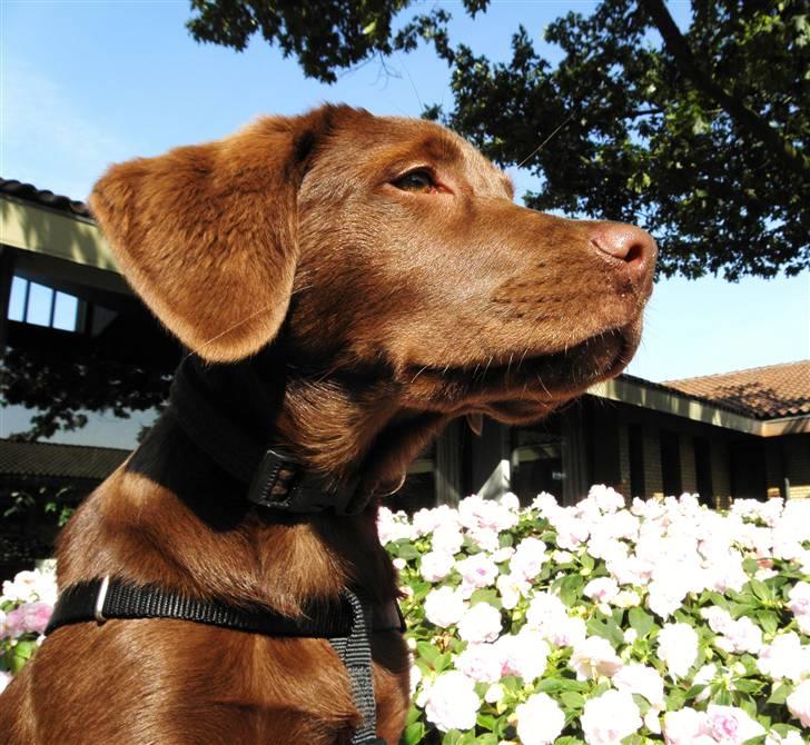 Labrador retriever Maggi - 15 uger gammel<3 min modige chokolabs :D<3 billede 7