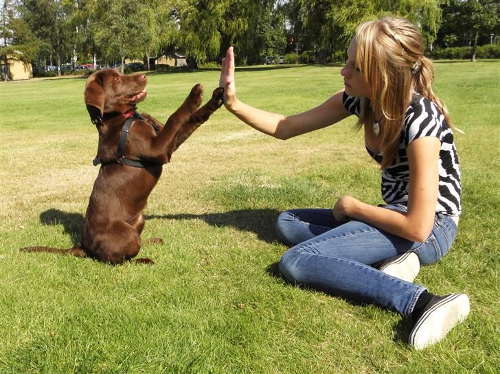 Labrador retriever Maggi - Maggis trick gi´ to (hun skal side og give begge poter i min ene hånd jeg løfter :) billede 8