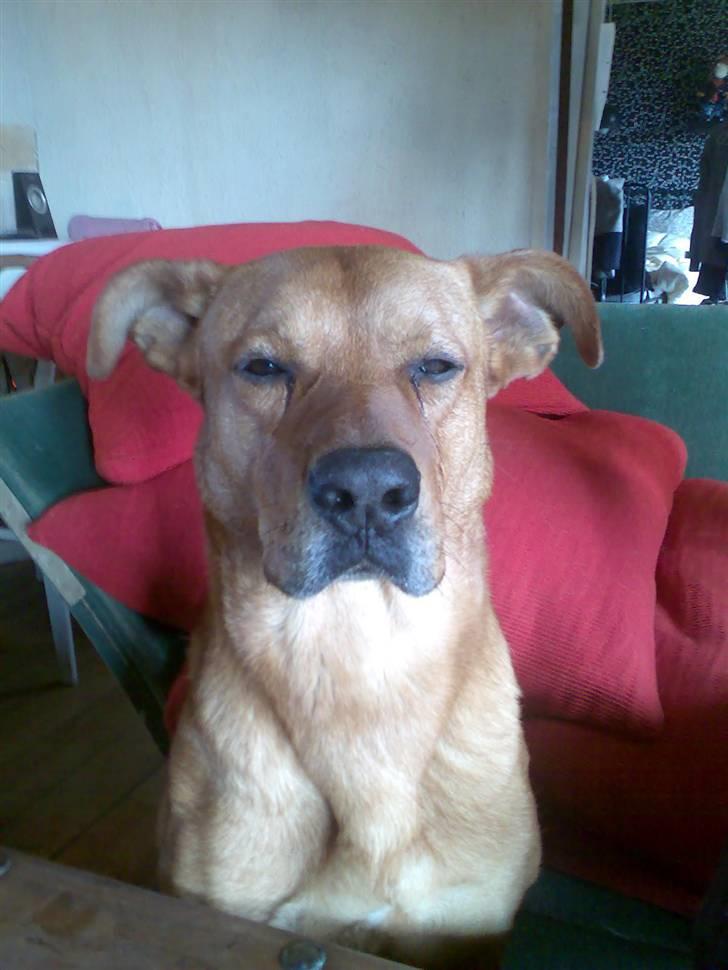 Rhodesian ridgeback Markus | Min Fars | billede 17